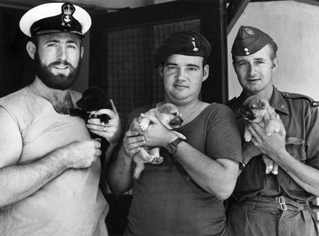 Representatives from the Army, Navy and Airforce can be seen holding their puppy mascots at Bong Son, 1970 Representatives from the Army, Navy and Airforce can be seen holding their puppy mascots at Bong Son, 1970