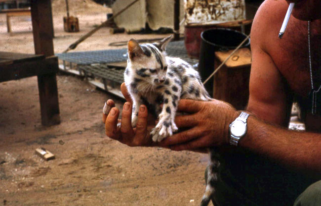 New Zealand soldier holding a cat