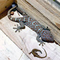 Tokay Gecko