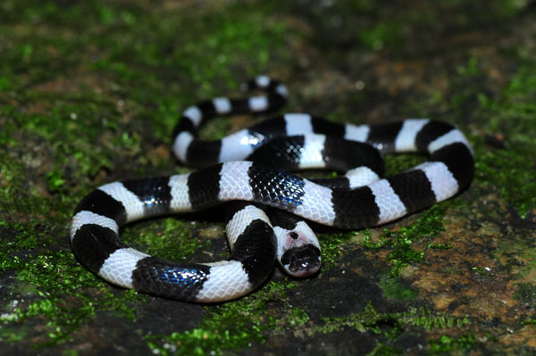 Malayan krait Malayan krait