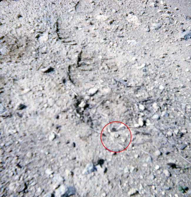 Buried M16 mine in the Long Hai hills, 1970 Buried M16 mine in the Long Hai hills, 1970