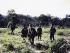 Soldiers from 3 Platoon, W3 Company on patrol