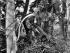 SAS Trooper T.H. Maaka, in the jungles of southern Malaysia training for deployment in Vietnam in 1971