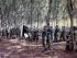 The band plays amongst the rubber trees at FSB Discovery - 1RNZIR Band Tour, 1969