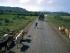 APCs move along road in Vietnam, circa 1966