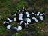 Malayan krait 