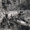 Bruce Isbister takes a drink while on patrol, circa 1968-69