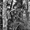 SAS Trooper T.H. Maaka, in the jungles of southern Malaysia training for deployment in Vietnam in 1971