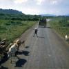 APCs move along road in Vietnam, circa 1966