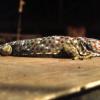 Tokay Gecko