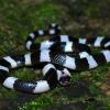 Malayan krait 