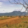 Bare rubber plantation at Nui Dat