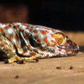 Tokay Gecko