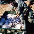 John 'Tubby' Henderson icing down beer for a BBQ, circa 1968-1969